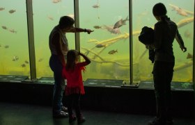 In der Unterwasserstation können Fische beobachtet werden., © Kracher