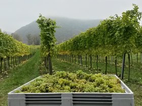 Weinlese in Dürnstein, © Donau NÖ Tourismus