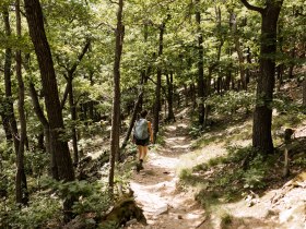 durch den Wald, © Wachau-Nibelungengau-Kremstal