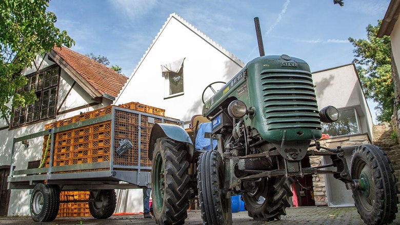 Weinlese Wiederstein Weiberwirtschaft, Göttlesbrunn, © Familie Wiederstein