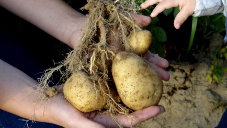 Erdäpfel, © Nordwaldfarm