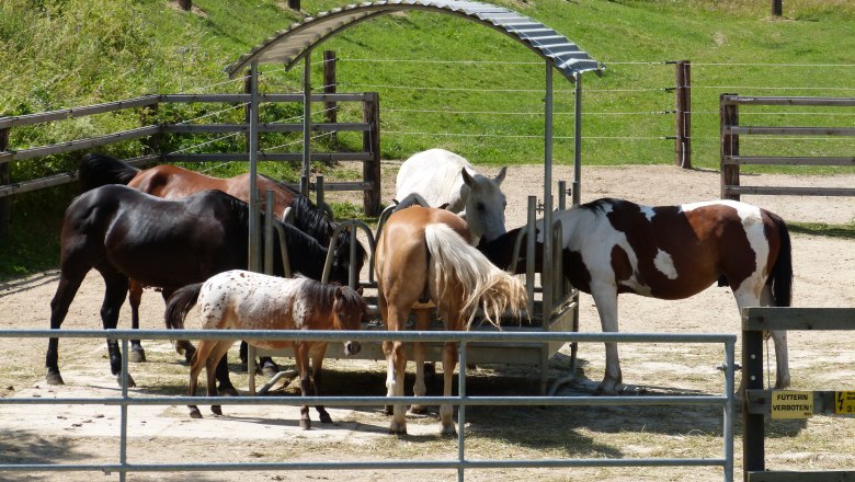 Pferdehof Stall, © Pferdehof Kurzmann