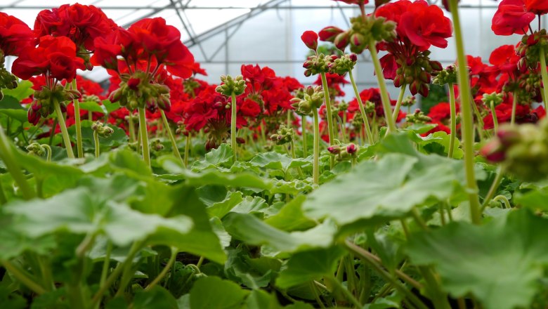 Sommerblumen, © Gärtnerei Neuhold