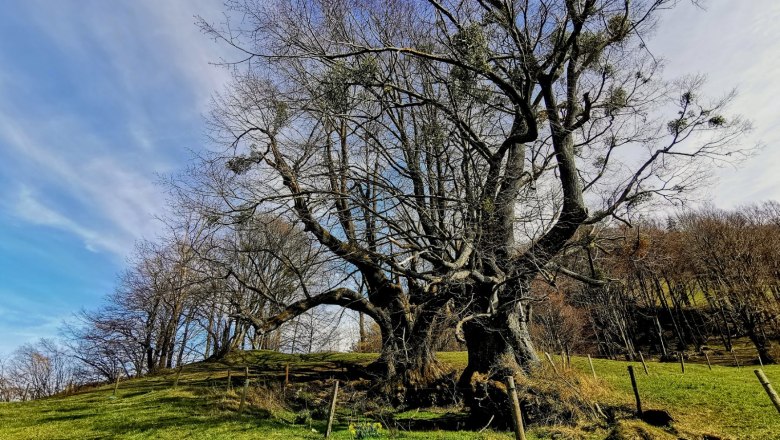 Die zwei Linden bei Eschenau, © Susanne Heil