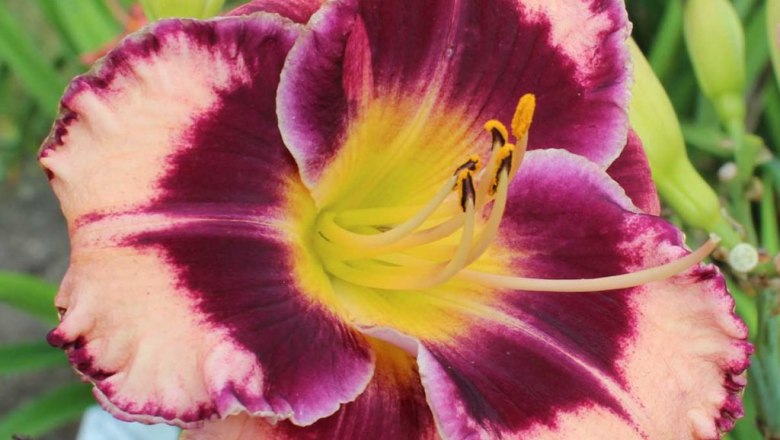 hemerocallis-rock-solid, © Oberleitner Gartenkultur