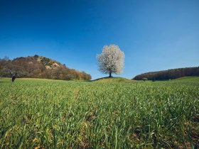 Alland, © Wienerwald Tourismus GmbH / Andreas Hofer