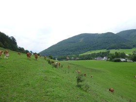 Kurz vor Altenmarkt, © Wienerwald