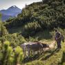 Auf der Alm, © Theo Kust