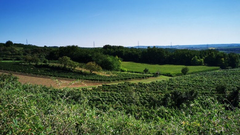 Weinidylle am Schatzberg - Ragelsdorf, © Weinstraße Weinviertel