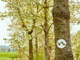 Farbmarkierung entlang vom Weitwanderweg Nibelungengau, © Donau Niederösterreich / Klaus Engelmayer