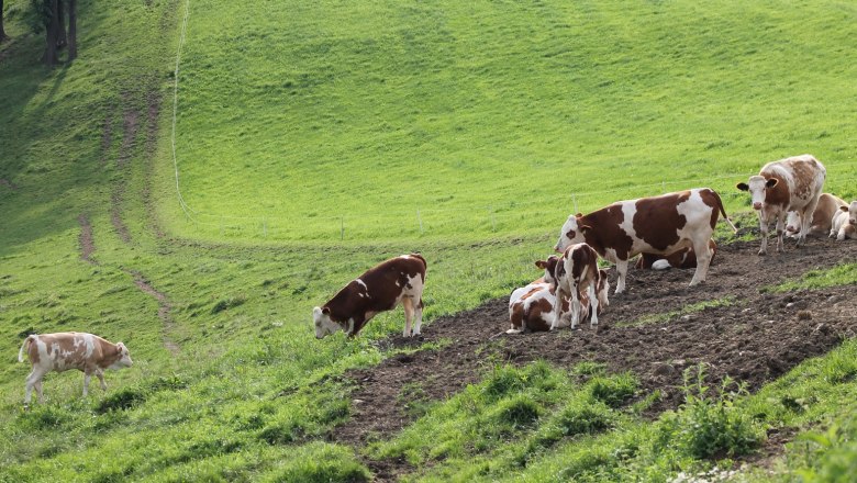 Tiere weiden am Feld, © Wiener Alpen