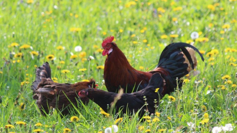 huehner-auf-der-blumenwiese, © zVg Fam. Fallmann