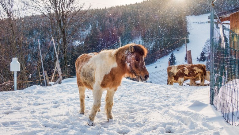 Unsere Tiere im Winter, © Familie Morgenbesser