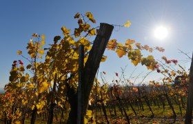 Weinreben, © Donau Niederösterreich - Kamptal-Wagram-Tullner Donauraum