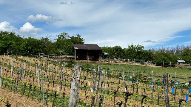 Schneebergblick Rafing, © Weinstraße Weinviertel