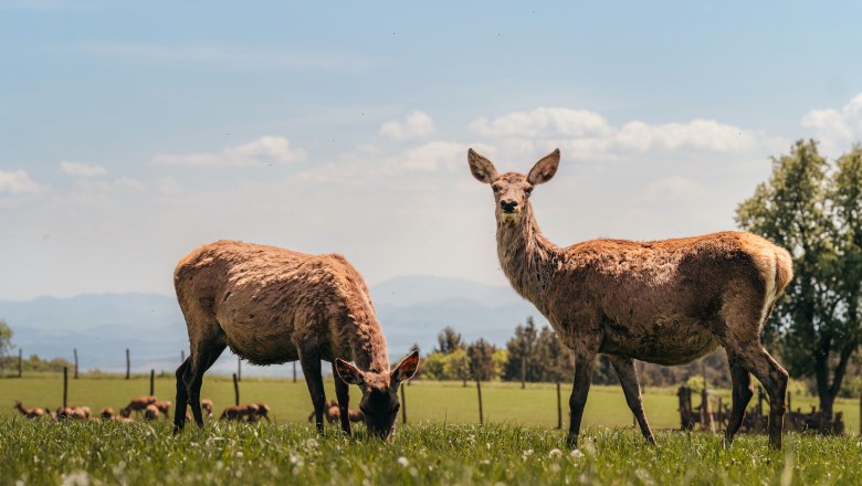 Wirtshaus mit Wildgehege, © Niederösterreich Werbung/Daniela Führer