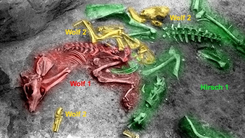 Remains of a Bronze Age zoo? Deer and wolf skeletons during the excavation, © State Collections of Lower Austria, edited by Erich Pucher