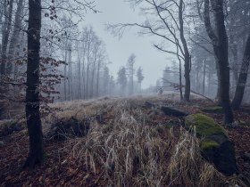 Winterwandern, © Wienerwald Tourismus GmbH / Andreas Hofer