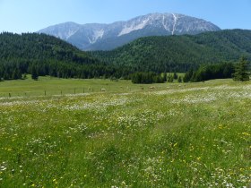 Mamauwiese, © Wiener Alpen in Niederösterreich