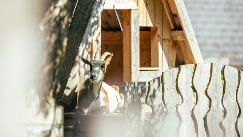 Urlaub am Bauernhof, © Wiener Alpen/Martin Fülöp