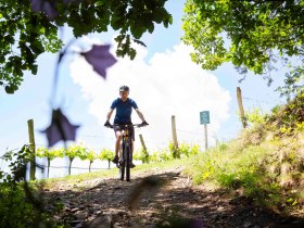 Mountainbiker bei der Abfahrt, © Donau NÖ Tourismus/Barbara Elser