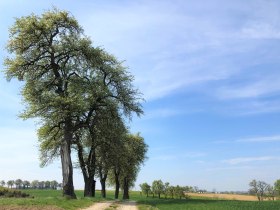 Baumzeilen am Weg, © Brigitte Hofschwaiger