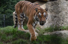 Tierpark Haag, © Herbert Stoschek