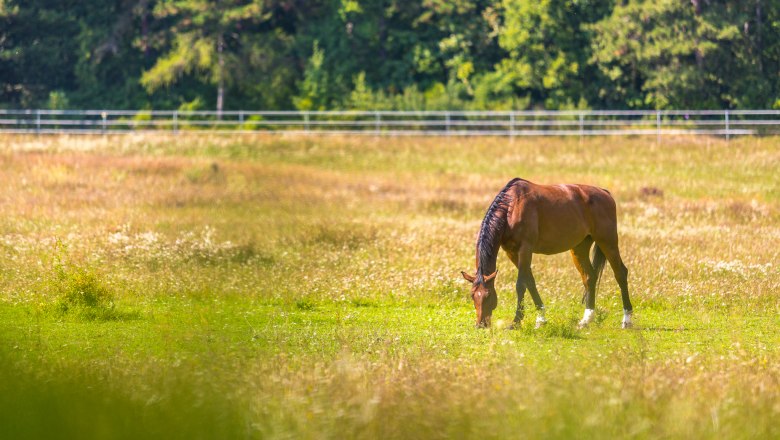 Ponyteam Schloss Strelzhof, © Wiener Alpen/Christian Kremsl