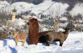 Domestic animals with a view of Waidhofen, © Plachy Andreas