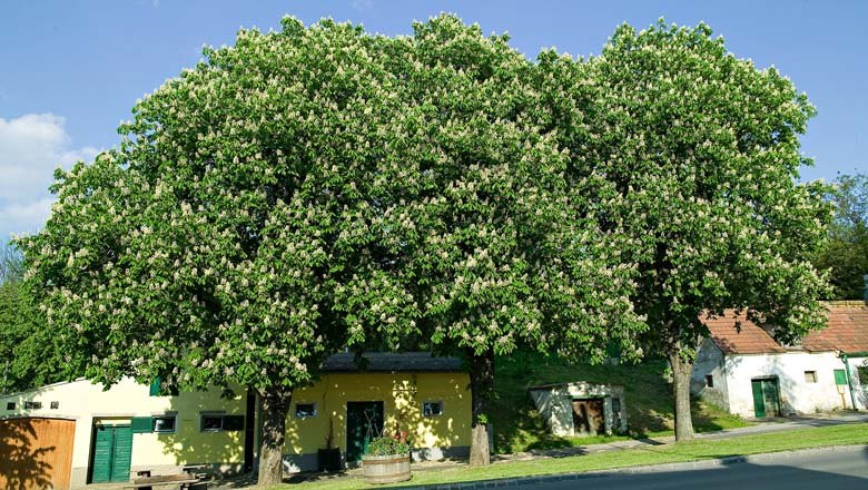 Kellergasse Wunderberg Auersthal, © Gemeinde Auersthal