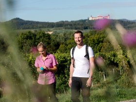 Zwischen den Weinrieden, © Wachau-Nibelungengau-Kremstal