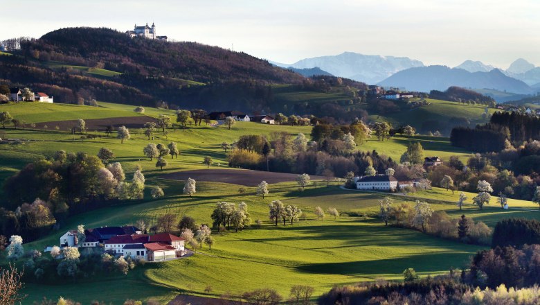 View up to Sonntagberg Basilica, © weinfranz.at