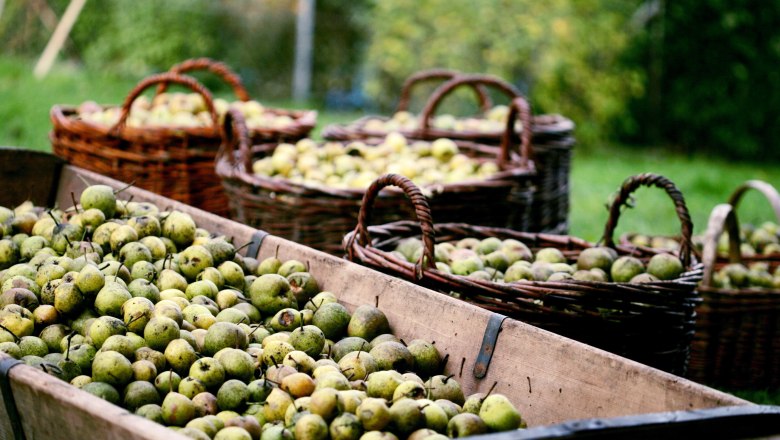 Der Herbst steht ganz im Zeichen der Birnenernte, © weinfranz.at