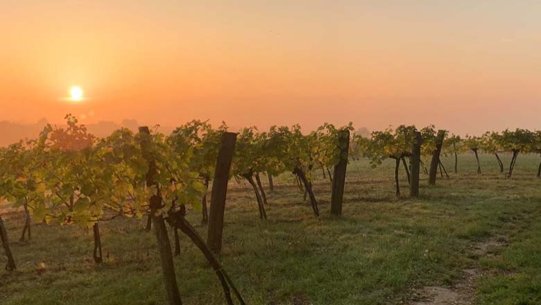 Sonnenuntergang im Weingarten, © Gemeinde Ebenthal