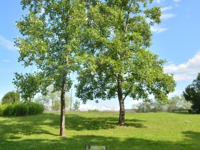 Tulpenbaum, © Donau Niederösterreich - Kamptal-Wagram-Tullner Donauraum