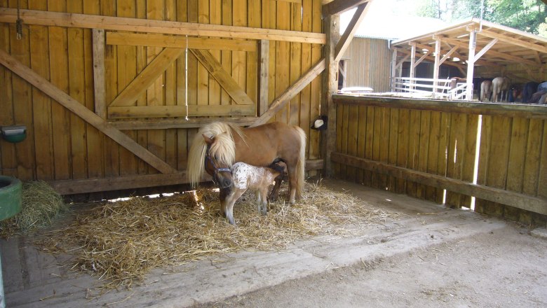 Pferdehof Stall, © Pferdehof Kurzmann