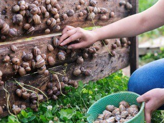 Haltung der Schnecken, © Weinviertler Weinbergschnecke