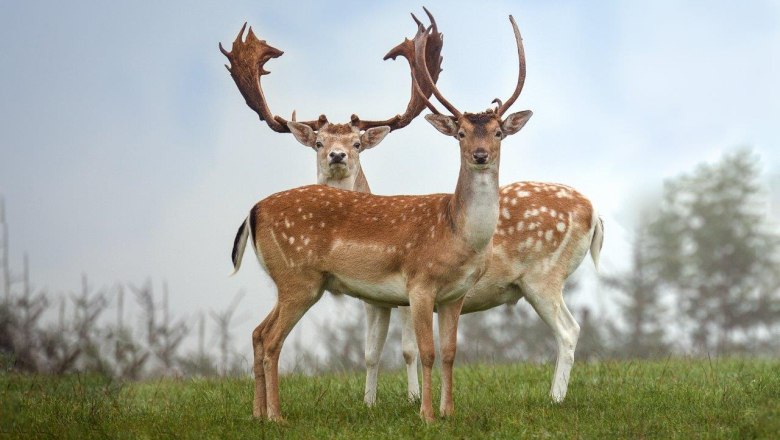 Alles Erwacht im Wildpark Hochriess, © Cora Weiger