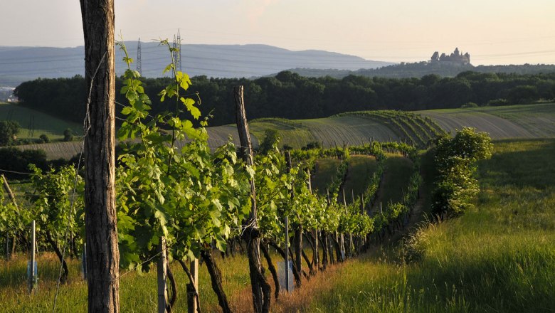 Weinviertel vineyards, Kreuzenstein castle, © Weinviertel Tourismus/Mandl