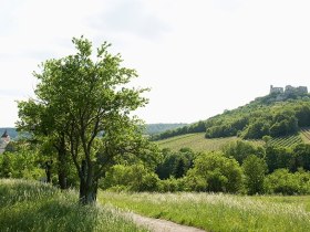 Falkenstein, Blick auf die Burgruine, © Himml