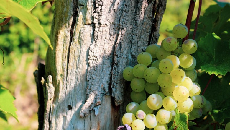 Trauben am Weinstock, © Weingut Bäuerl