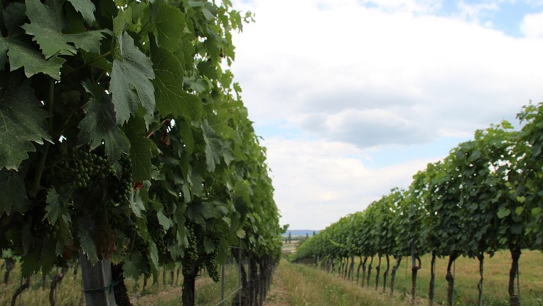 Weinberge, © Marktgemeinde Reisenberg