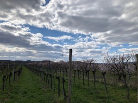 Blühende Marillenbäume am Marillen Erlebnisweg Aufreiter, © Donau NÖ Tourismus/JS