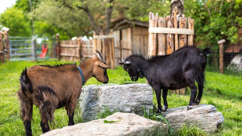 Animals on the Ofnerhof, © Ofnerhof, Familie Gruber