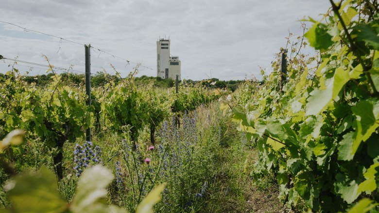 Der Weingarten, © Winzerhof Landauer Gisperg