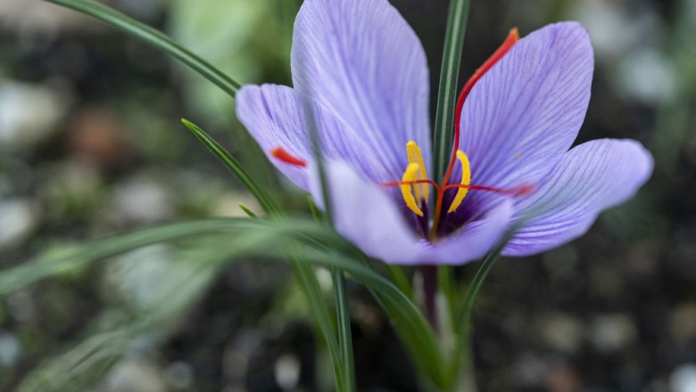 Safranblüte – vom Kräuterbeet direkt in die Küche, © Niederösterreich Werbung/Michael Reidinger