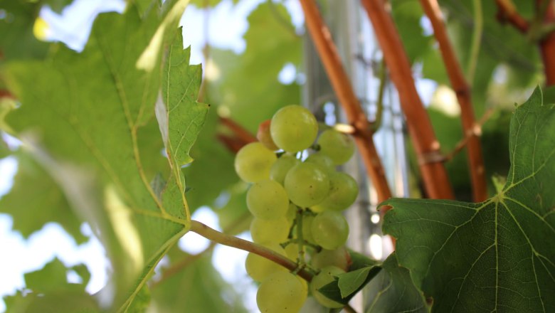 Trauben im Weingarten, © Weingut Bäuerl