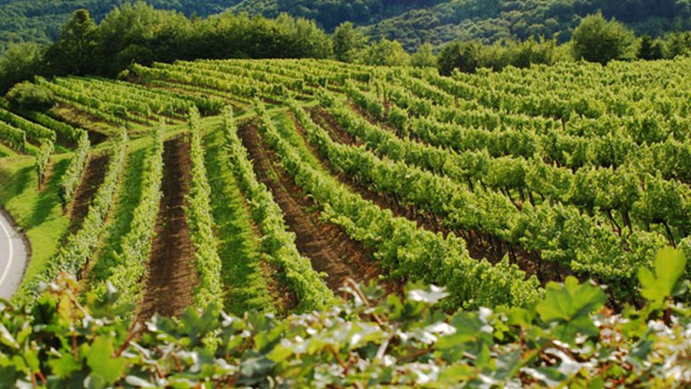 wachauer-weinberge, © Kowalski