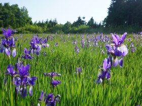 Iriswiese, © Waldviertel Tourismus