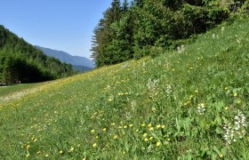 Schauwiese im Kothbergtal bei Lunz am See, © David Bock